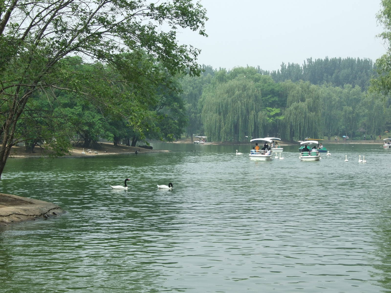 Swam lake