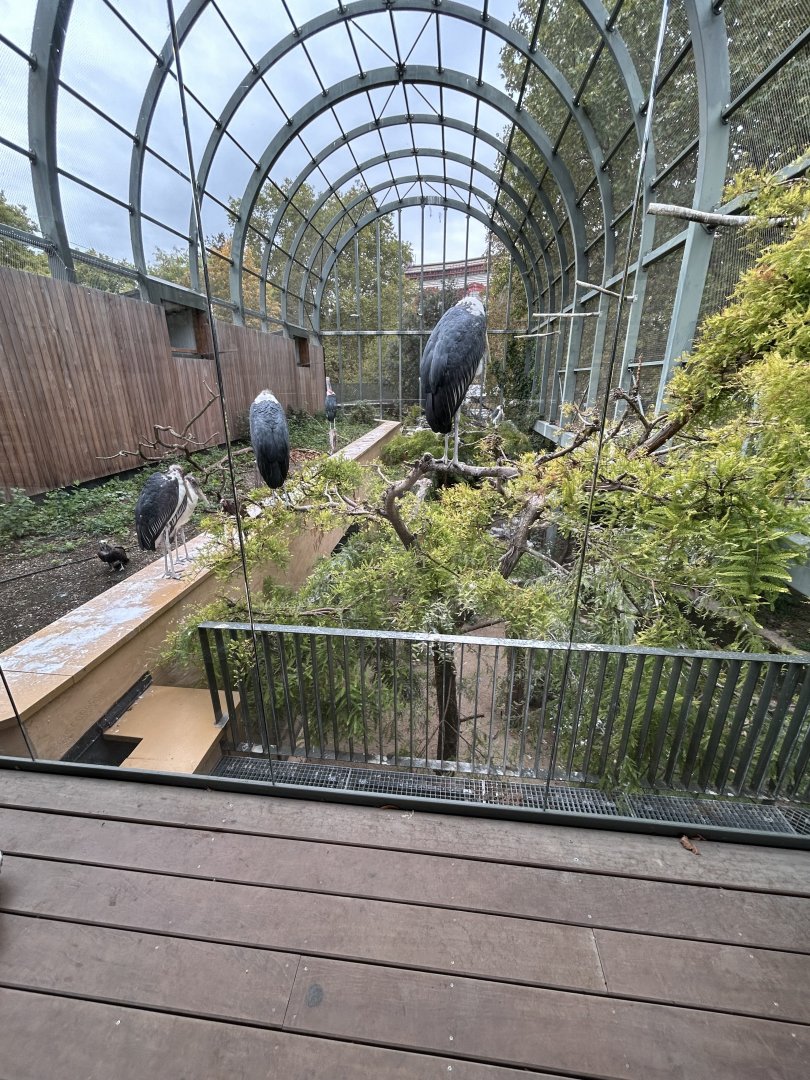 Swamp aviary from boardwalk (with African marabou and vultures)