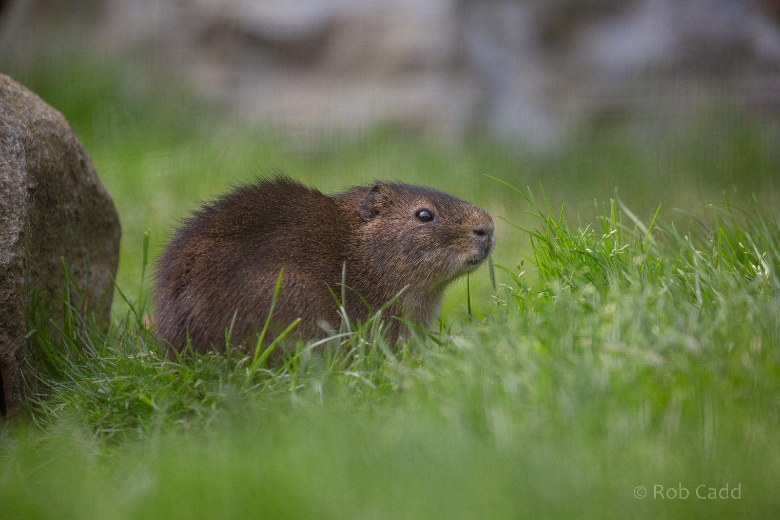 Swamp cavy : Hamerton : 18 May 2018