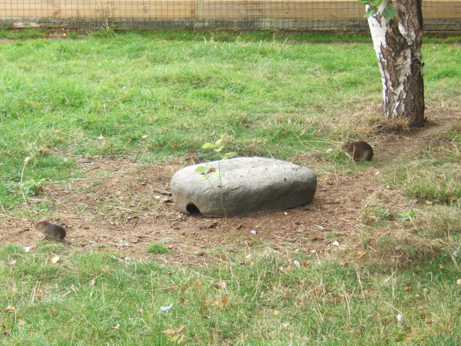 Swamp Cavy in Southern Aardwolf enclosure