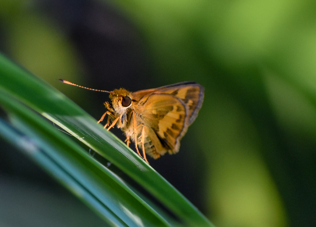 Swamp Darter, Arrhenes marnas