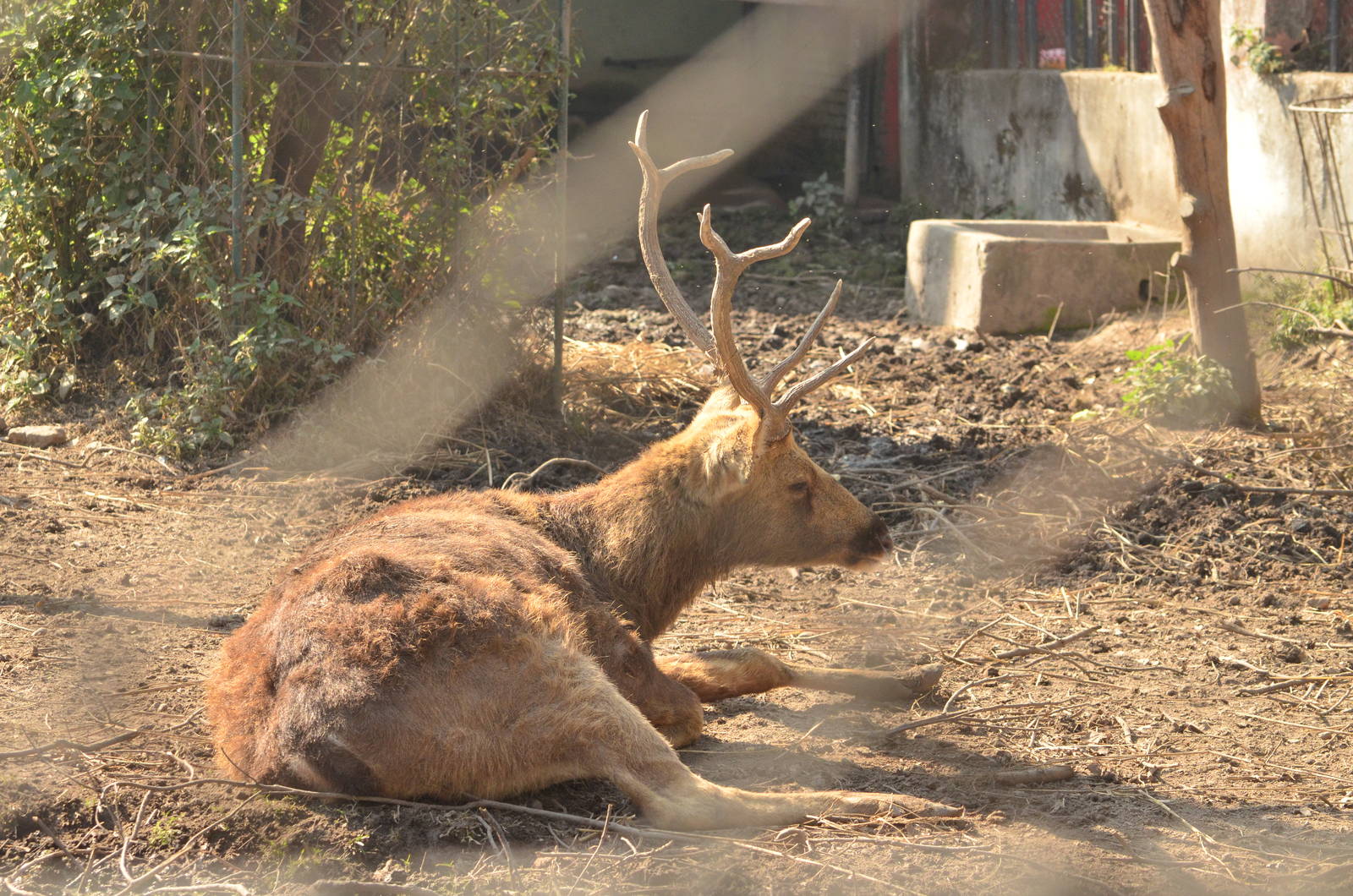 Swamp Deer (Rucervus duvaucelii)
