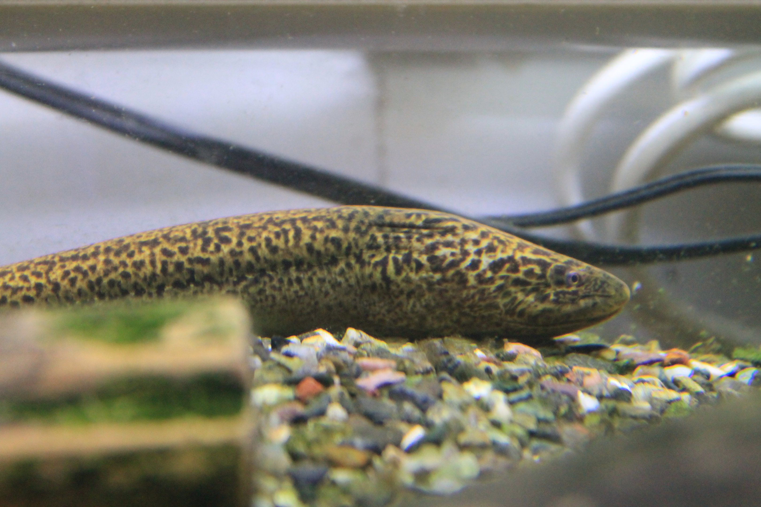 Swamp Eel (Monopterus albus)