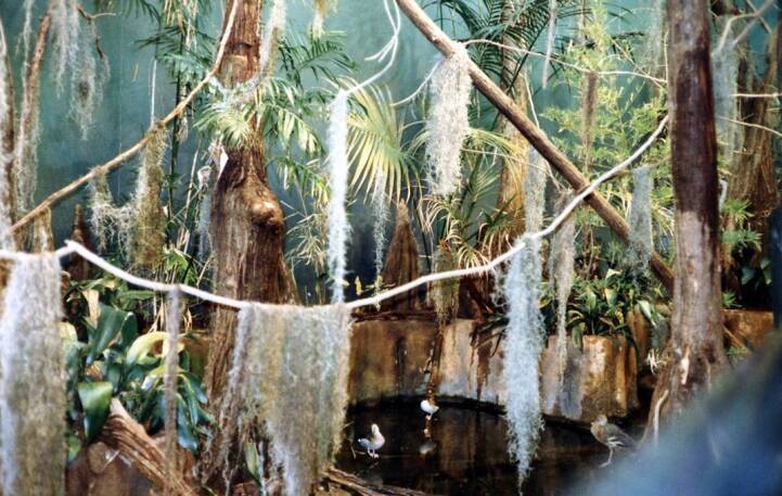 Swamp Exhibit 1970s