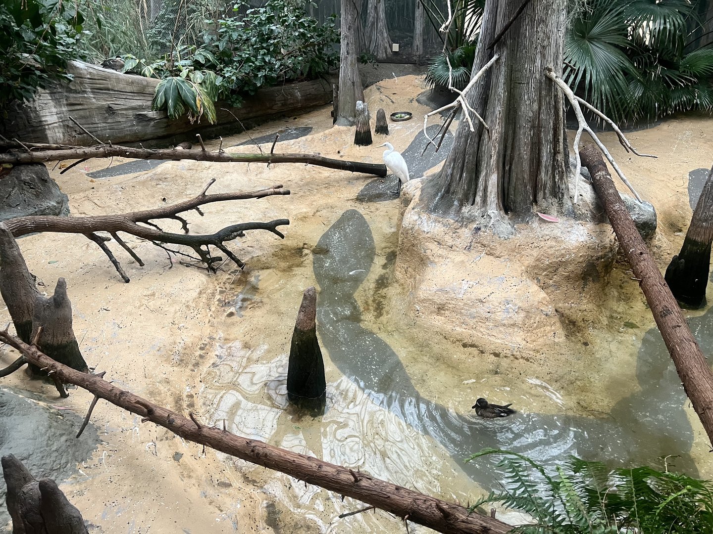 Swamp Exhibit