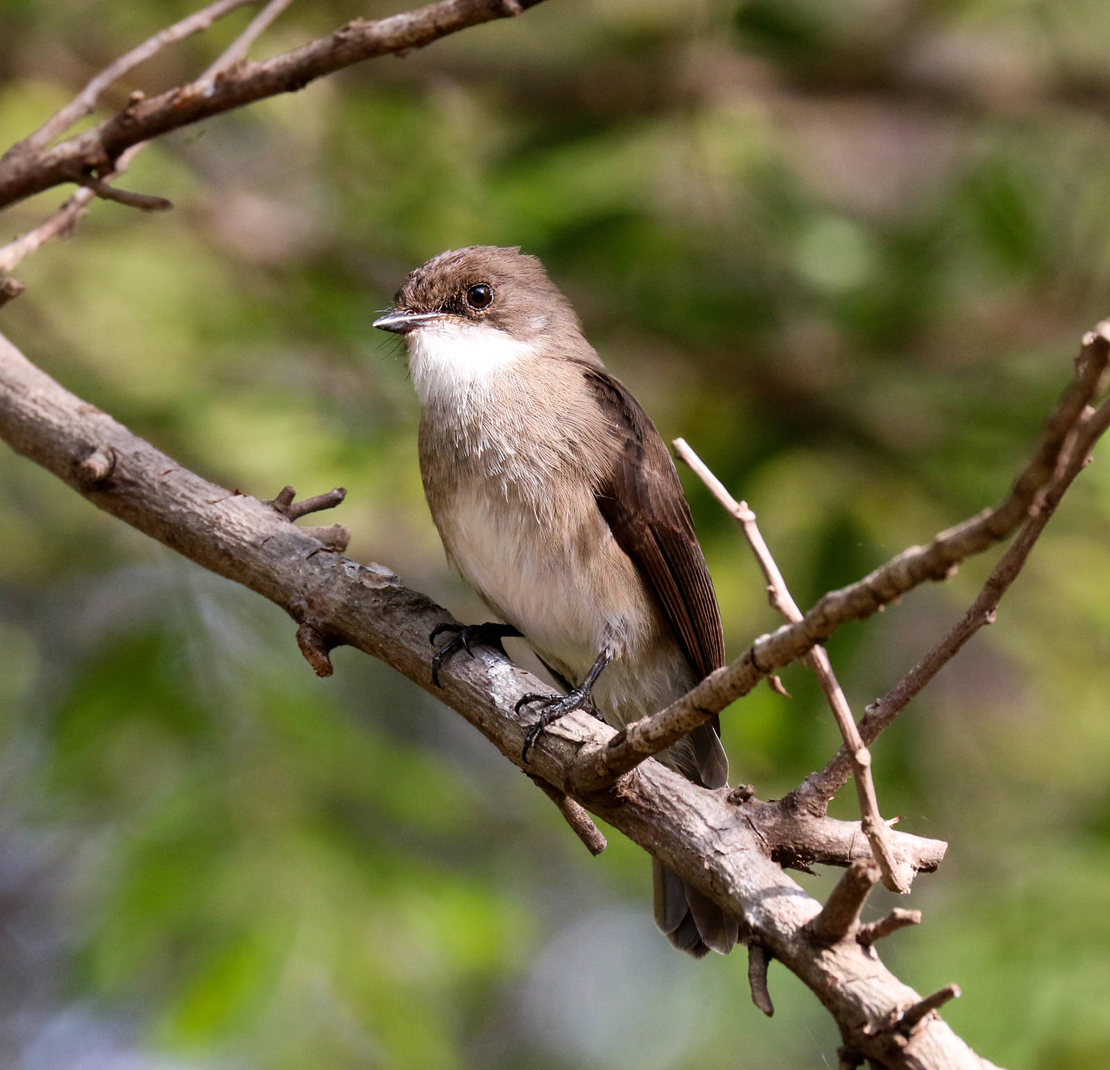 Swamp Flycatcher