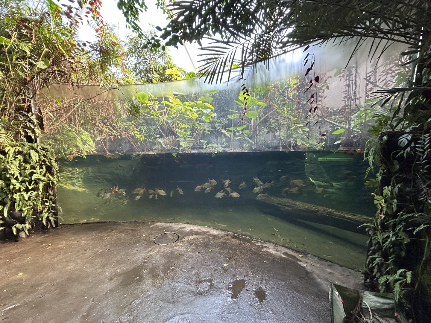 Swamp Forest - Southeast Asian Jungle Track