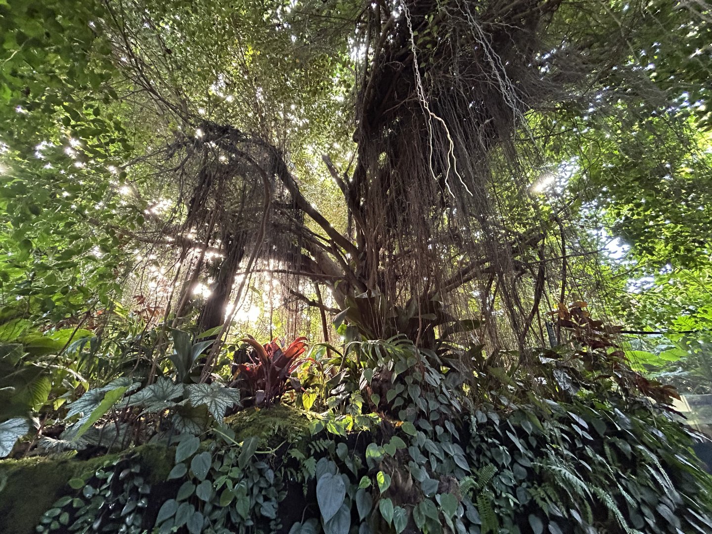 Swamp Forest - Southeast Asian Jungle Track