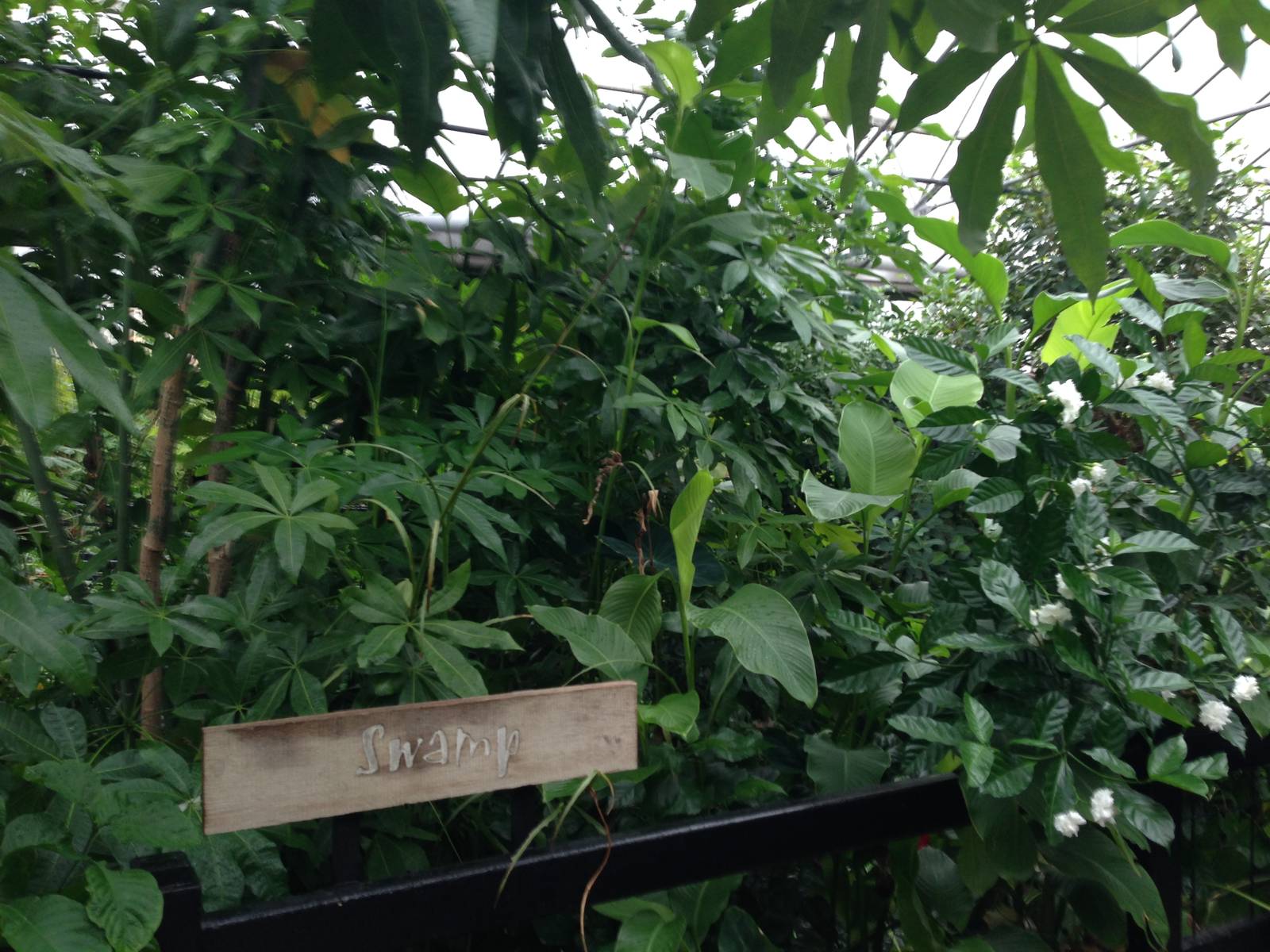 Swamp General View at Tropical World - 02/10/2013