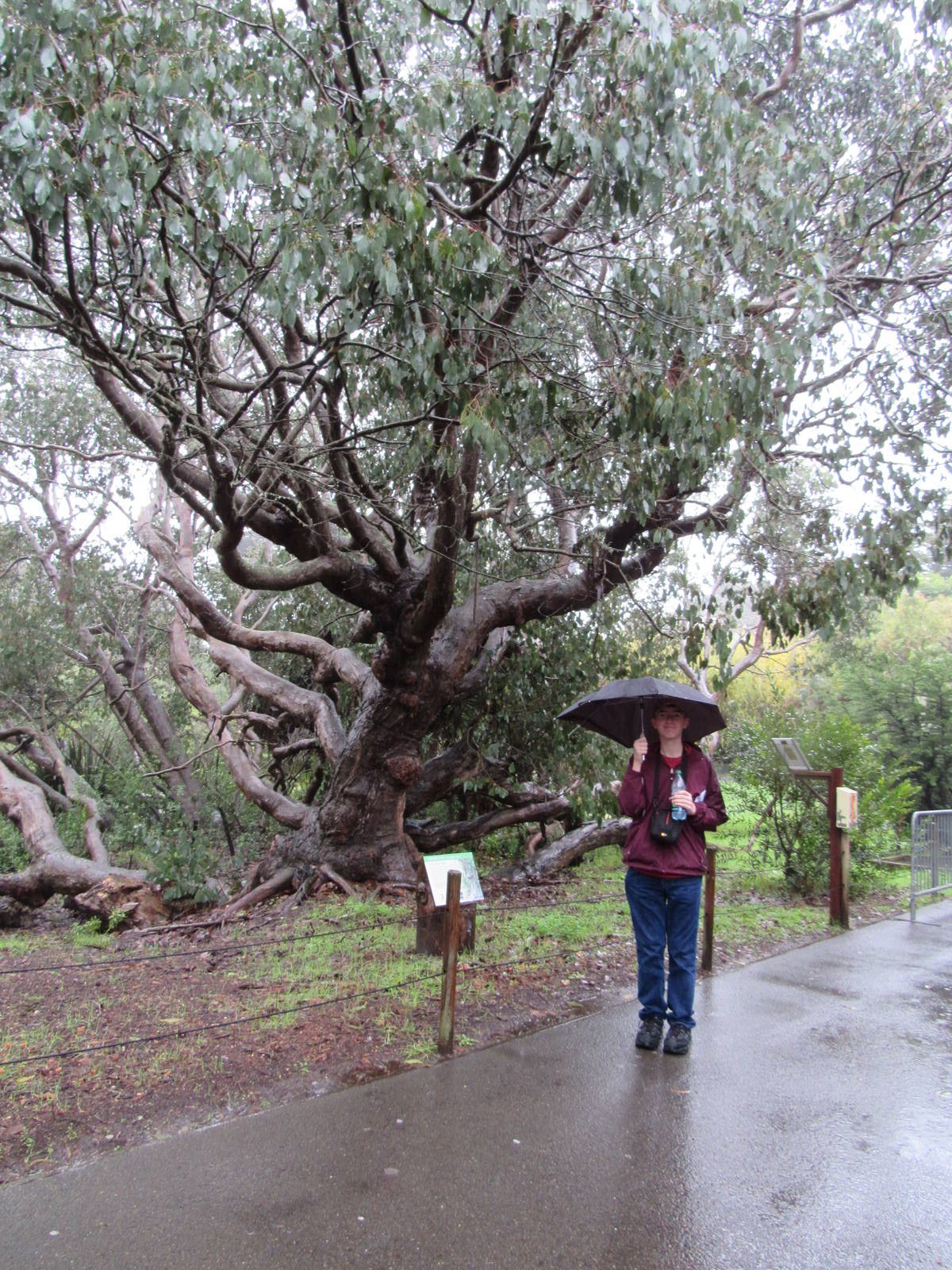 Swamp Gum Tree (Eucalyptus ovata)