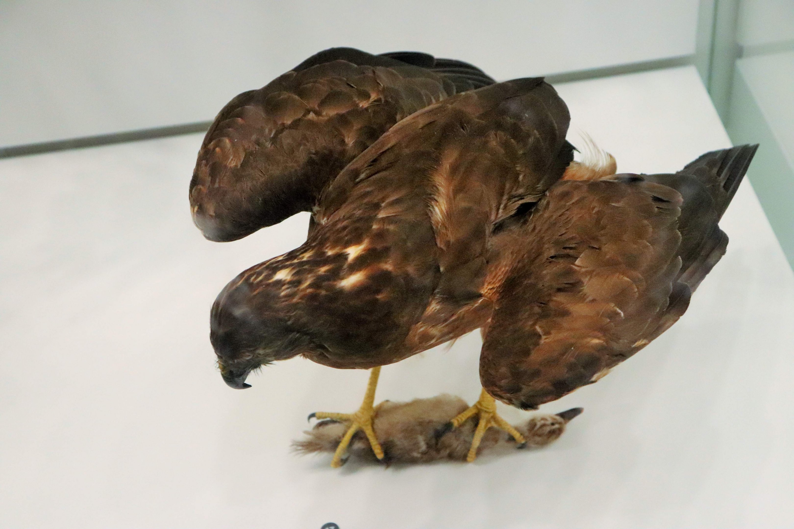 Swamp Harrier (Circus approximans)
