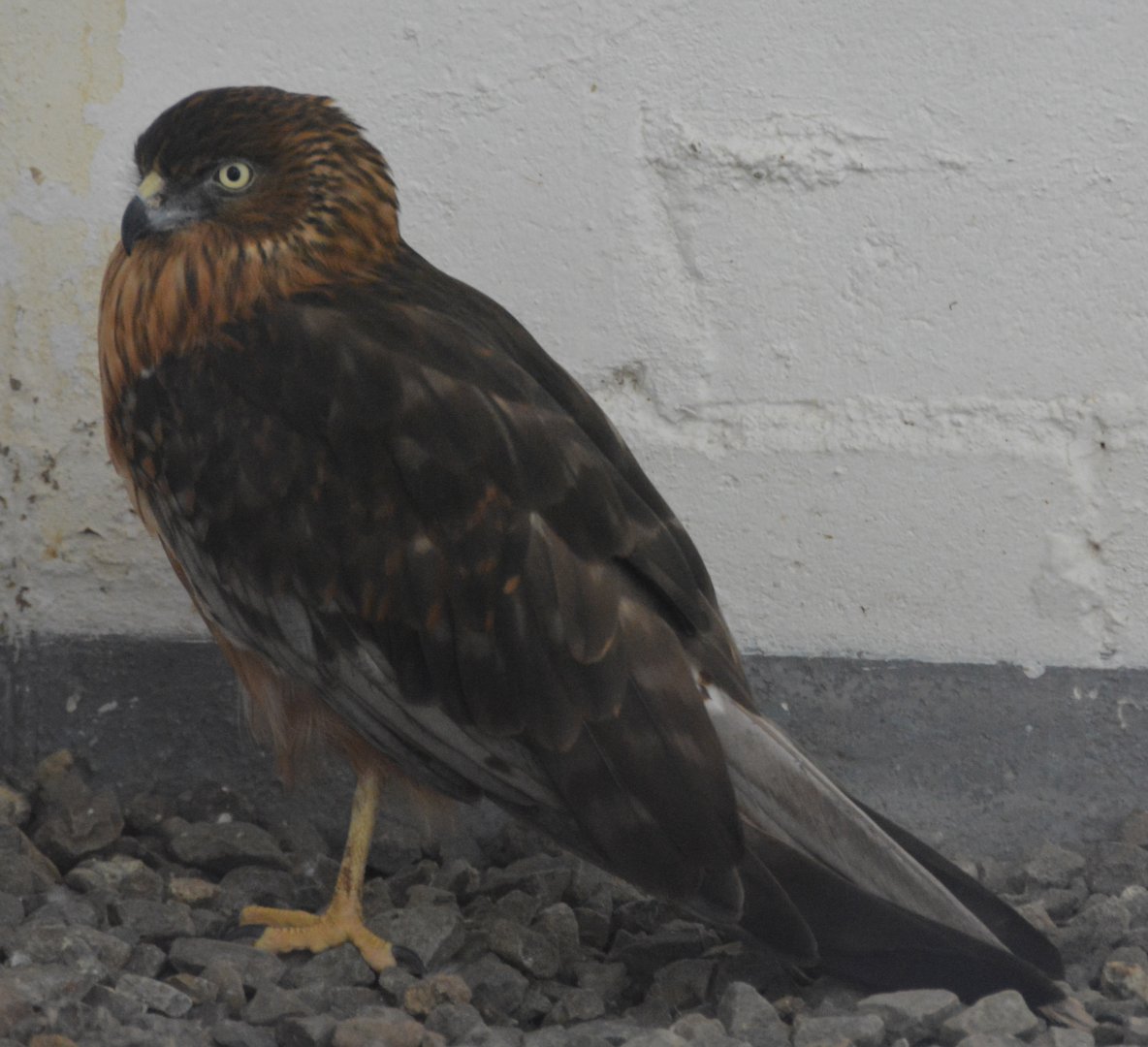 Swamp harrier.   Fiji