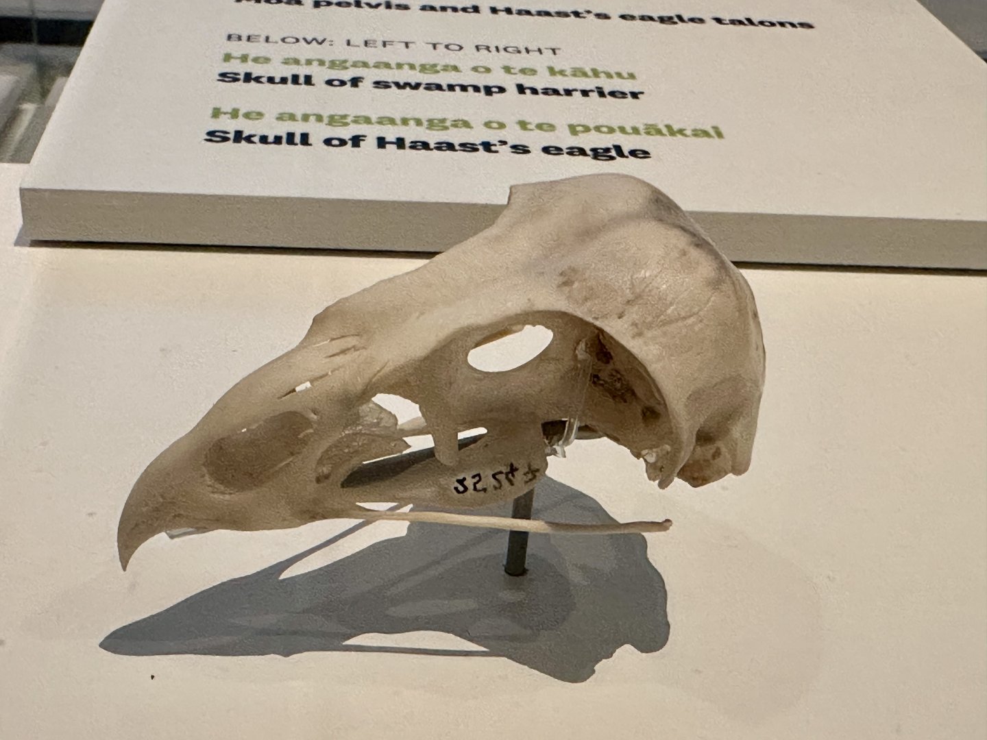 Swamp Harrier (Skull)