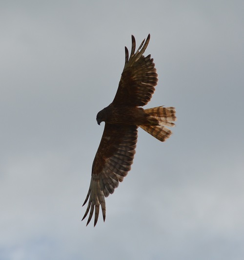 Swamp harrier