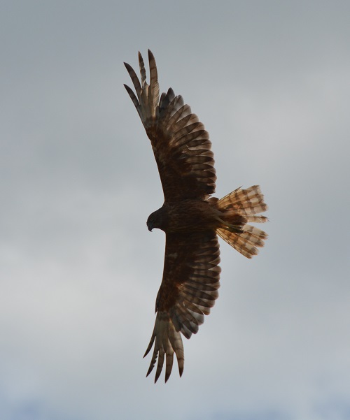 Swamp harrier