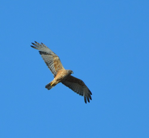 Swamp harrier