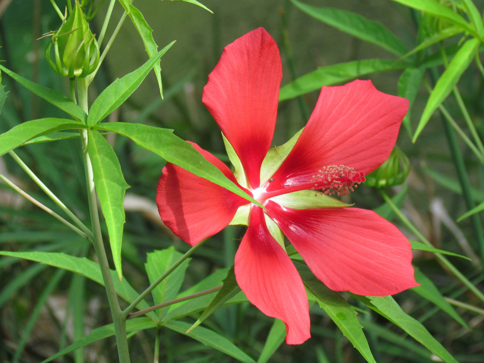 Swamp Hibiscus