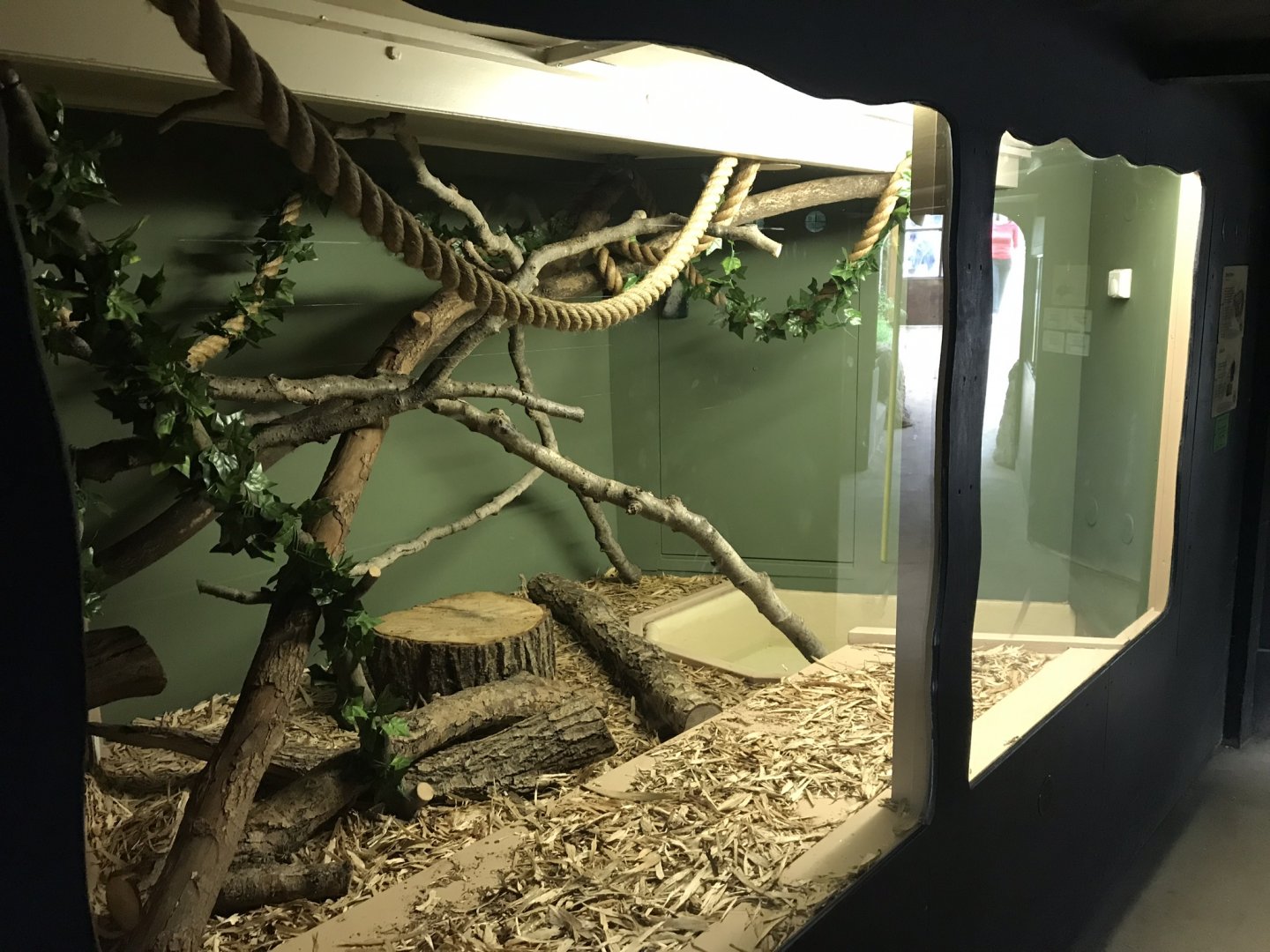 Swamp House - Blood python exhibit 070819