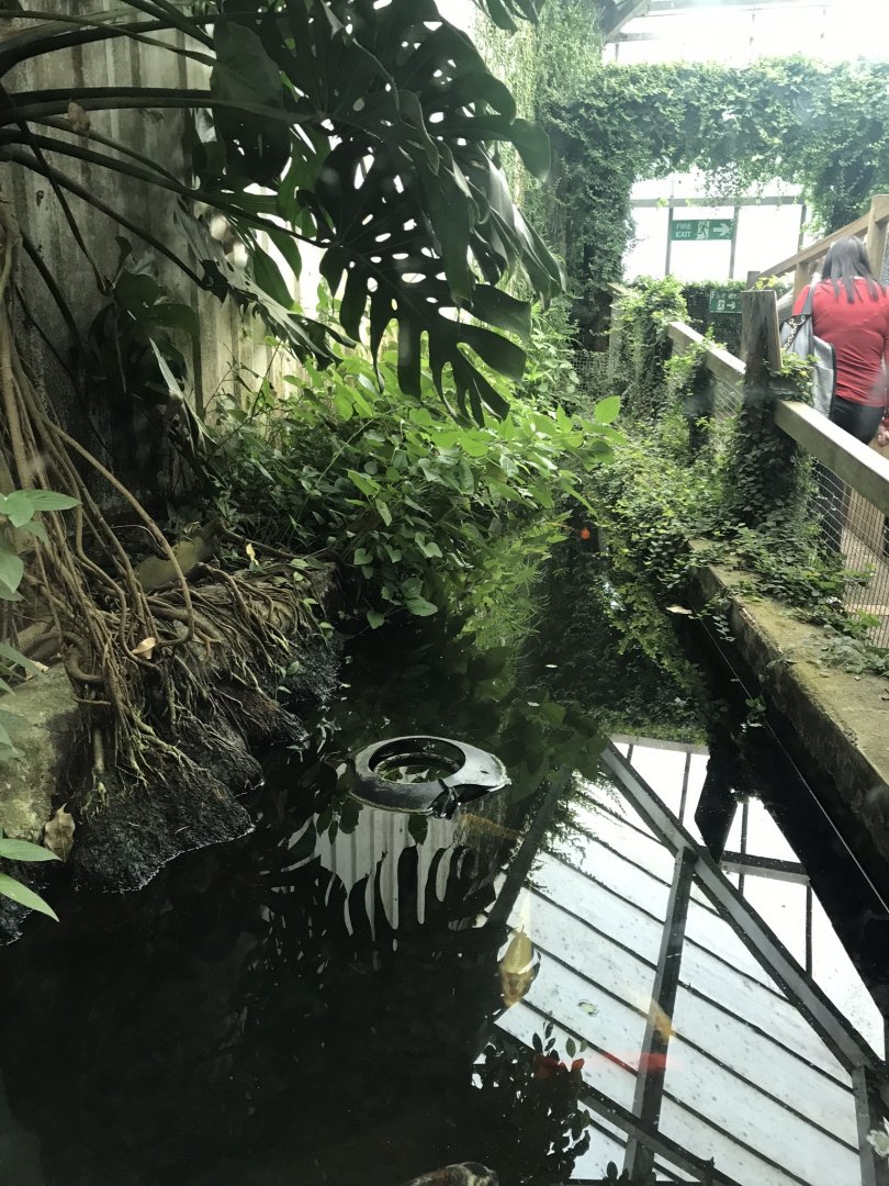Swamp House - European pond turtle exhibit 070819