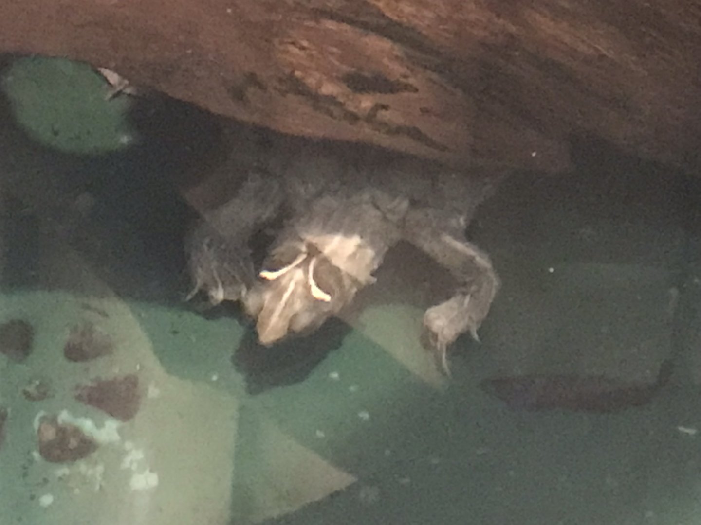 Swamp House - False Map Turtle 070819