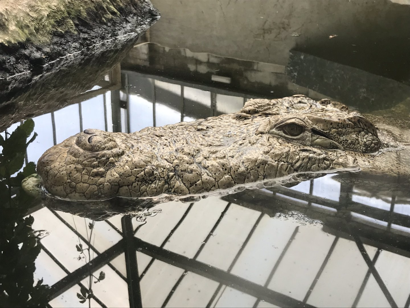 Swamp House - Mugger crocodile 070819