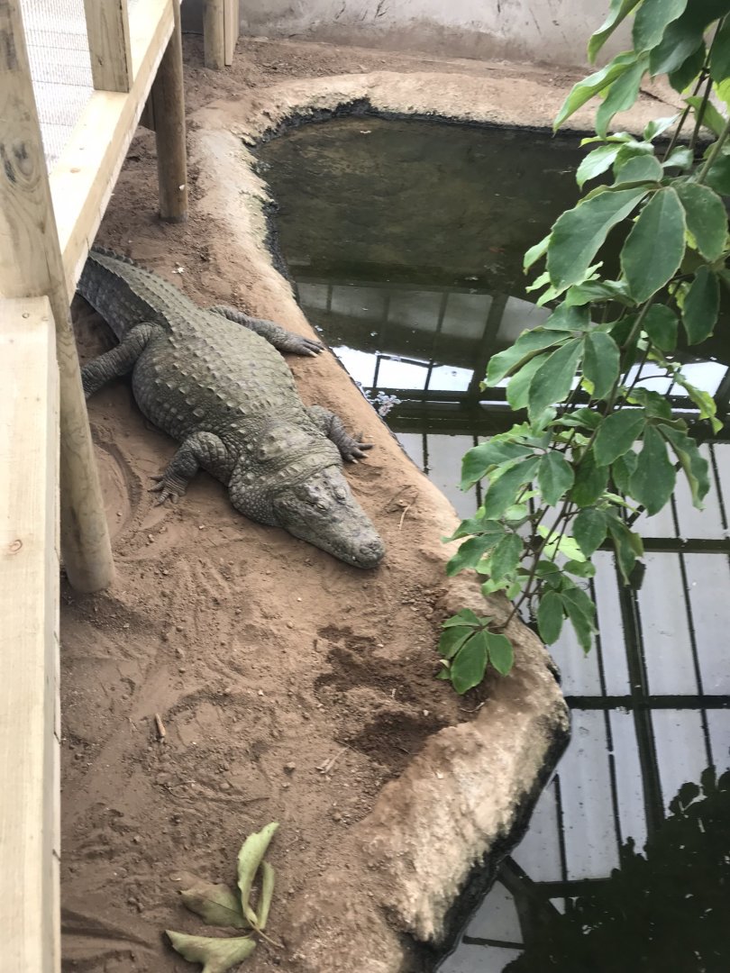 Swamp House - Mugger crocodile 070819