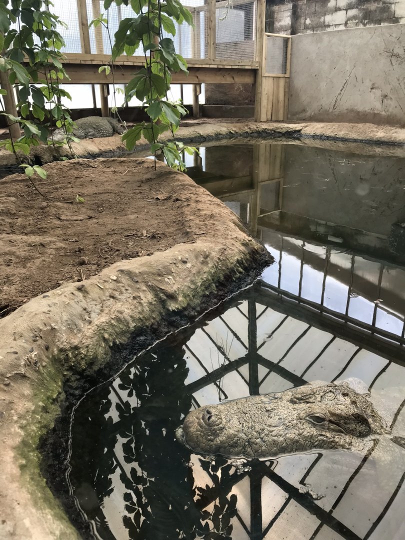 Swamp House - Mugger crocodile exhibit 070819