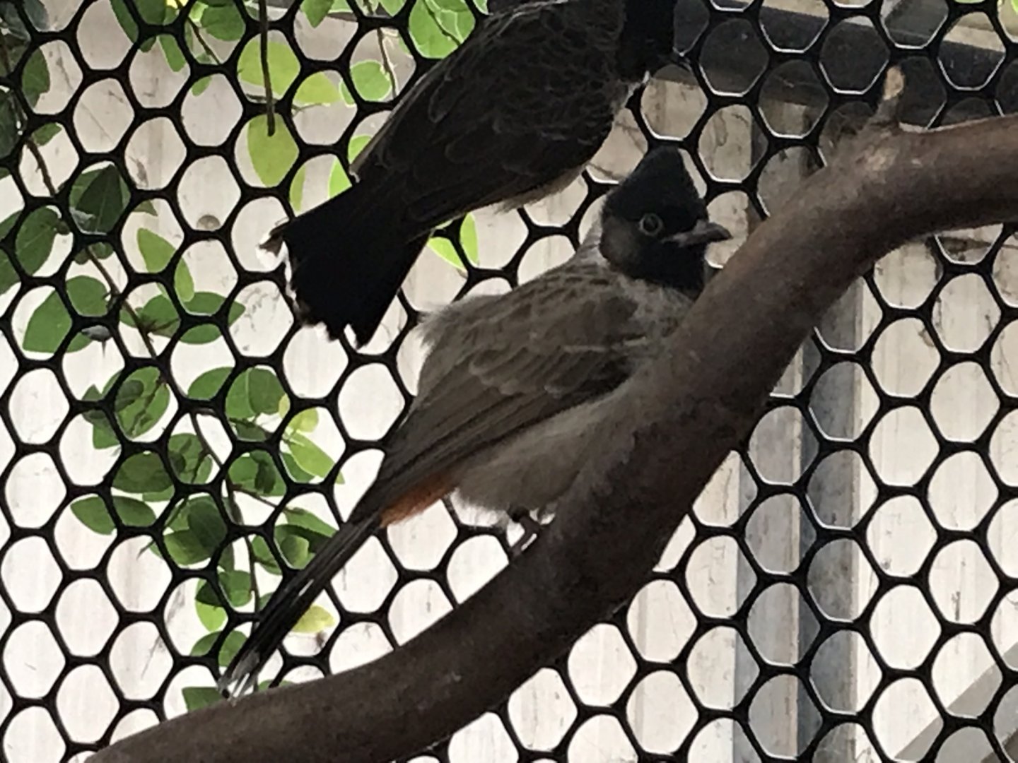 Swamp House - Red-vented bulbul 070819