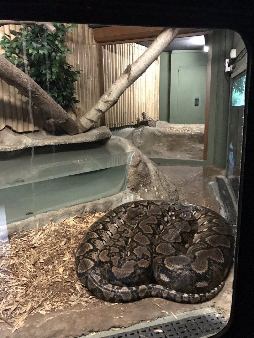 Swamp House - Reticulated python 070819