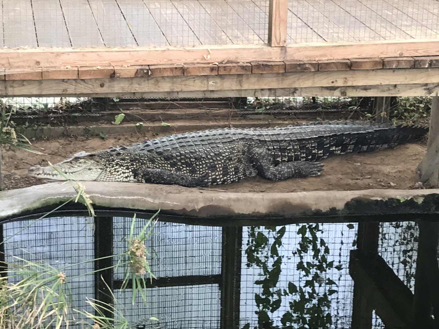 Swamp House - Saltwater crocodile 070819