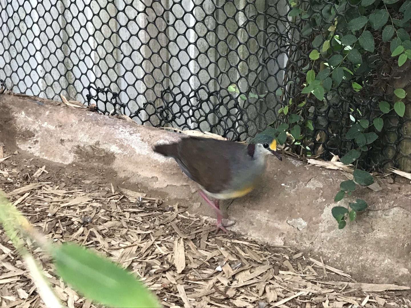 Swamp House - Yellow-fronted ground-dove 070819