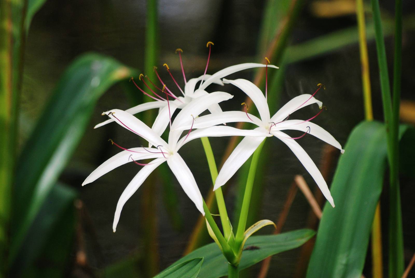 Swamp Lily, Corkscrew Swamp Sanctuary, October 2013