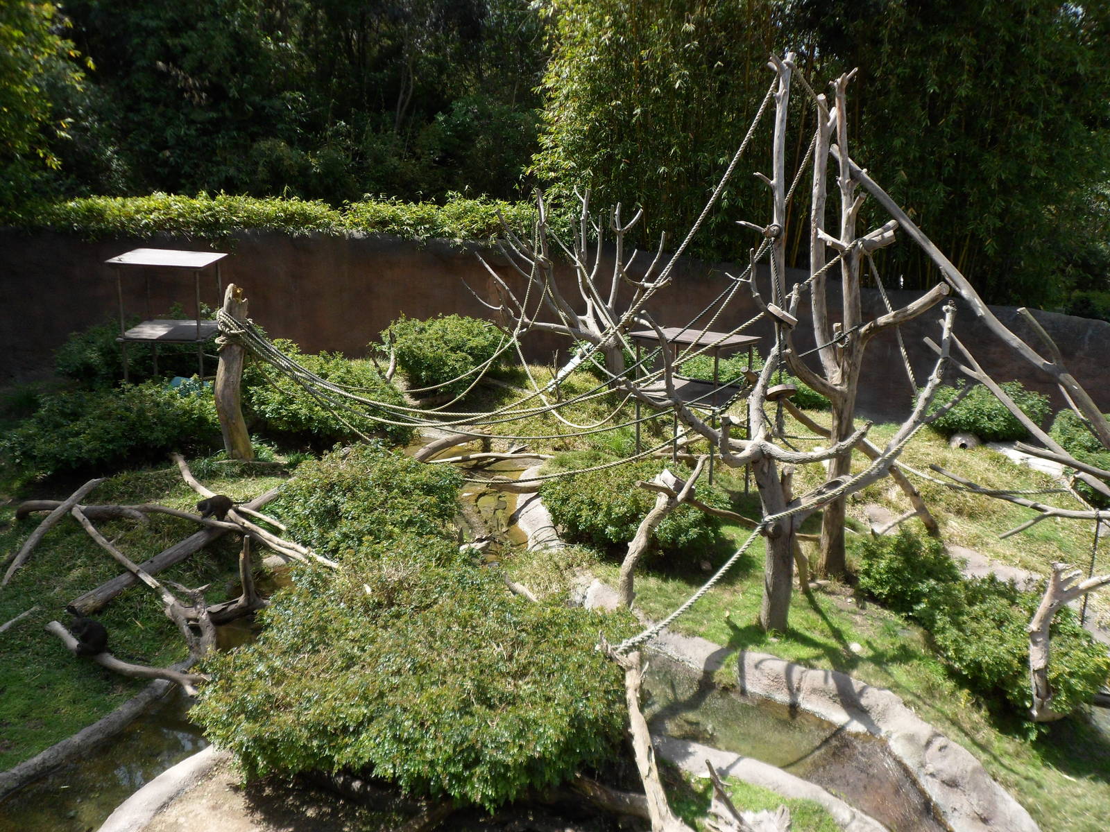 Swamp Monkey Exhibit