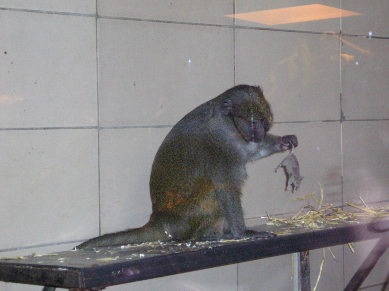 Swamp monkey with mouse - Edinburgh 06