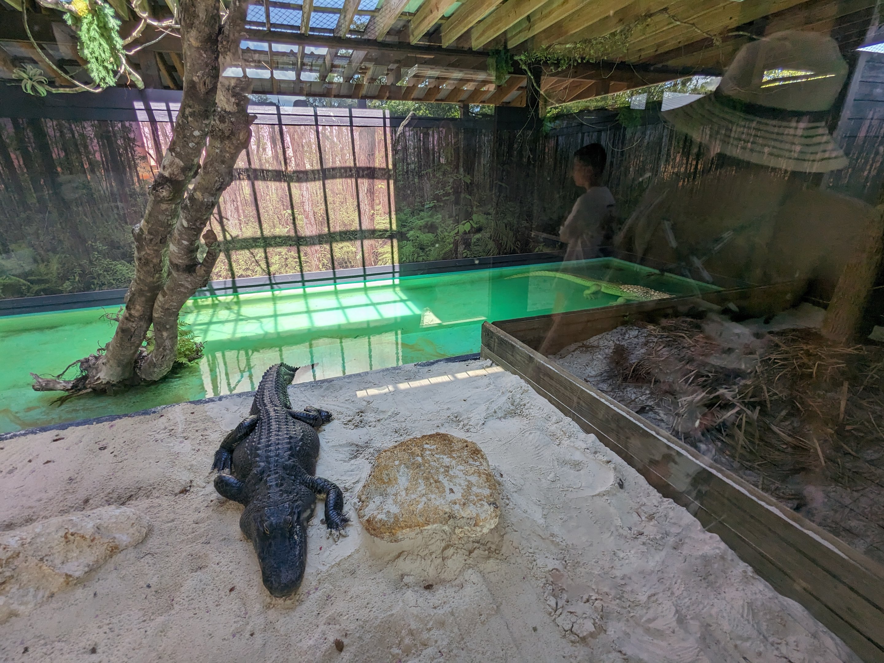 Swamp of the White Gator - white and regular alligator