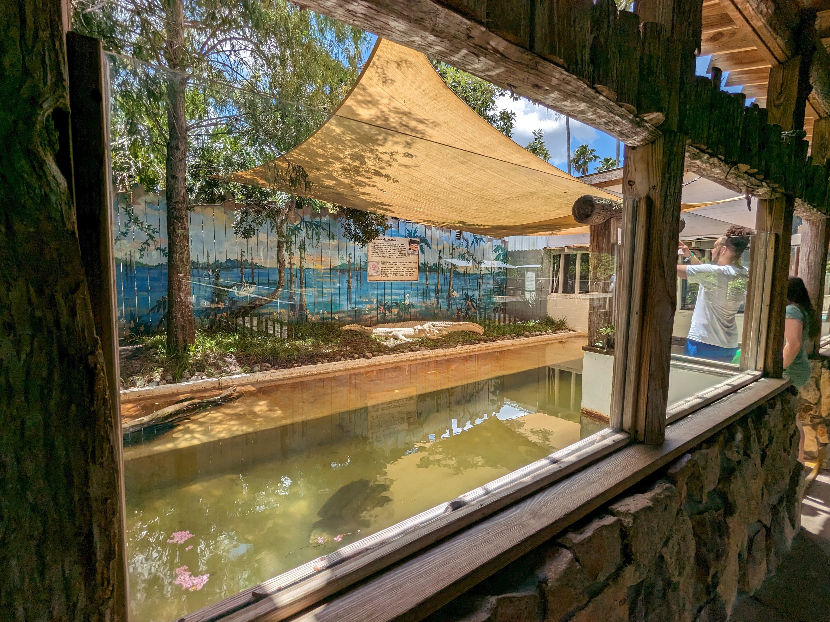 Swamp of the White Gators - Albino alligators