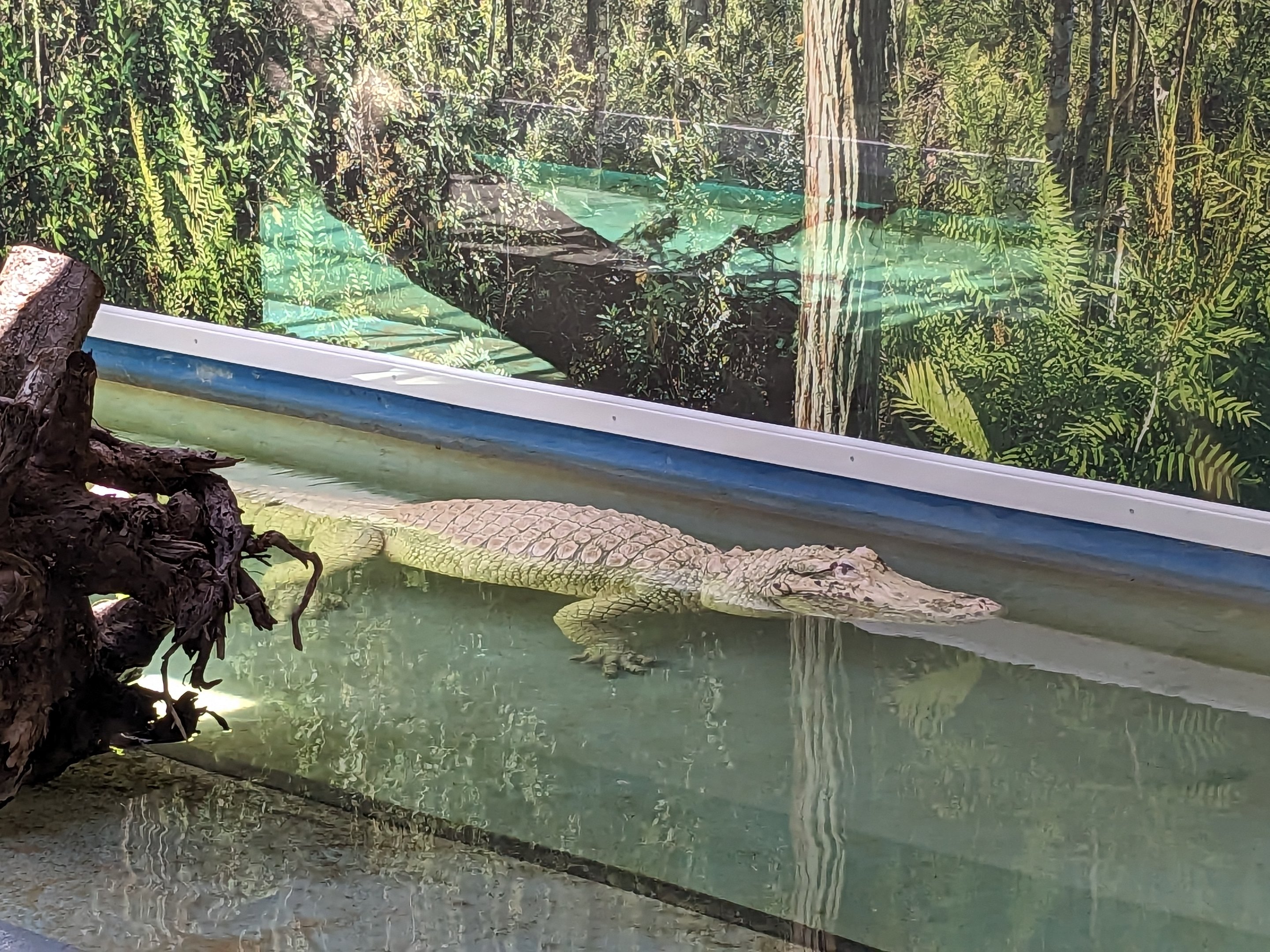 Swamp of the White Gators