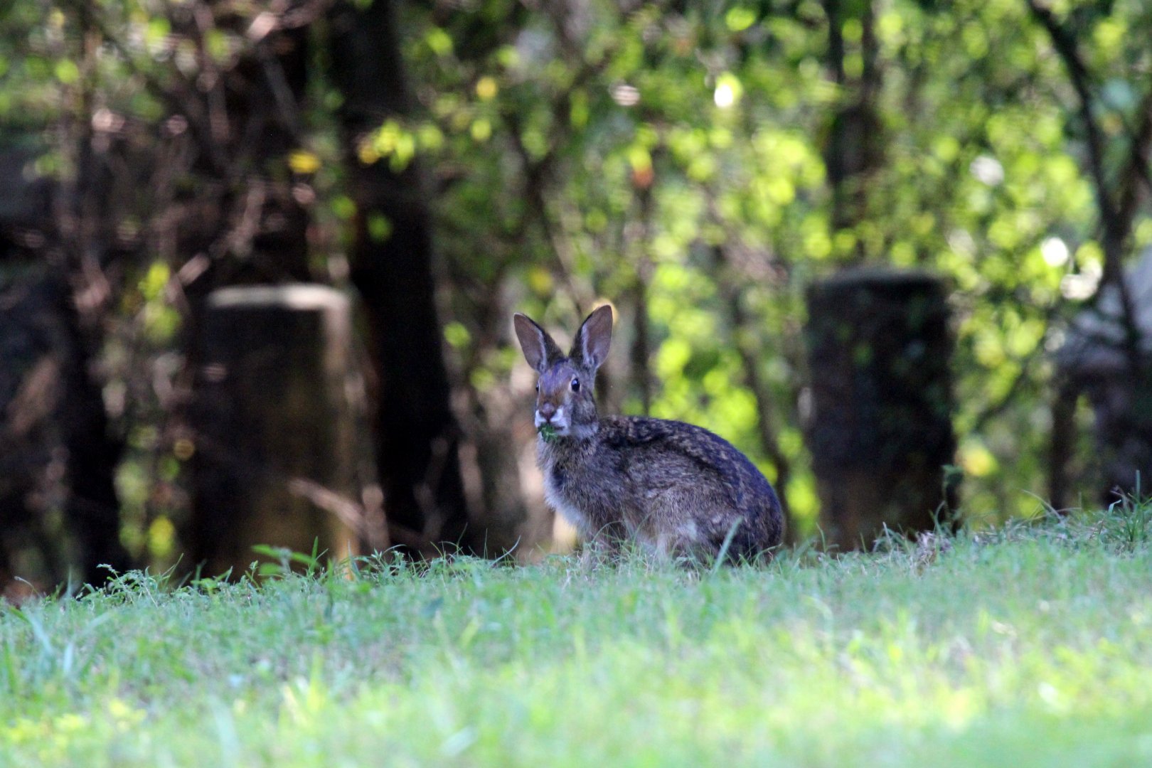swamp rabbit (Sylvilagus aquaticus)