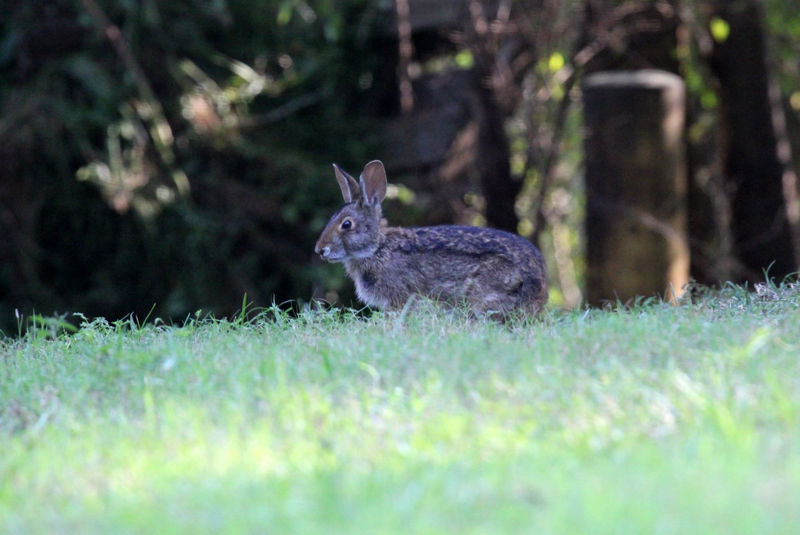swamp rabbit (Sylvilagus aquaticus)