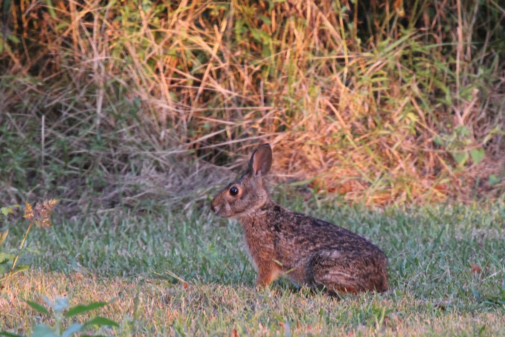 swamp rabbit (Sylvilagus aquaticus)