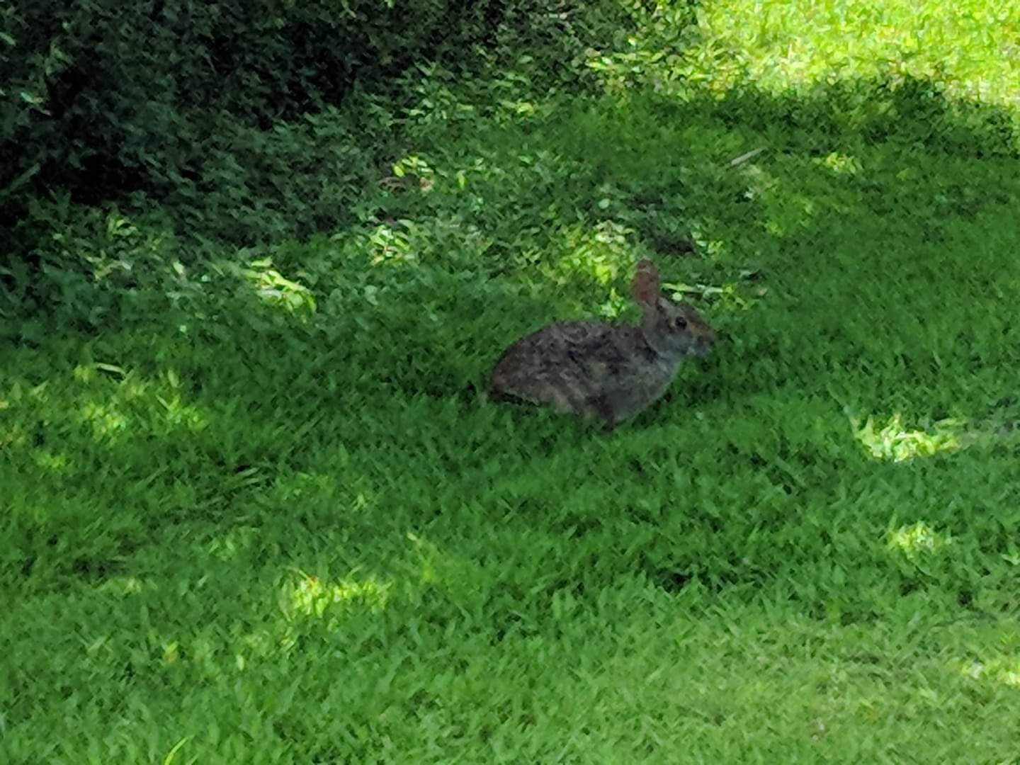 Swamp rabbit (Sylvilagus aquaticus)