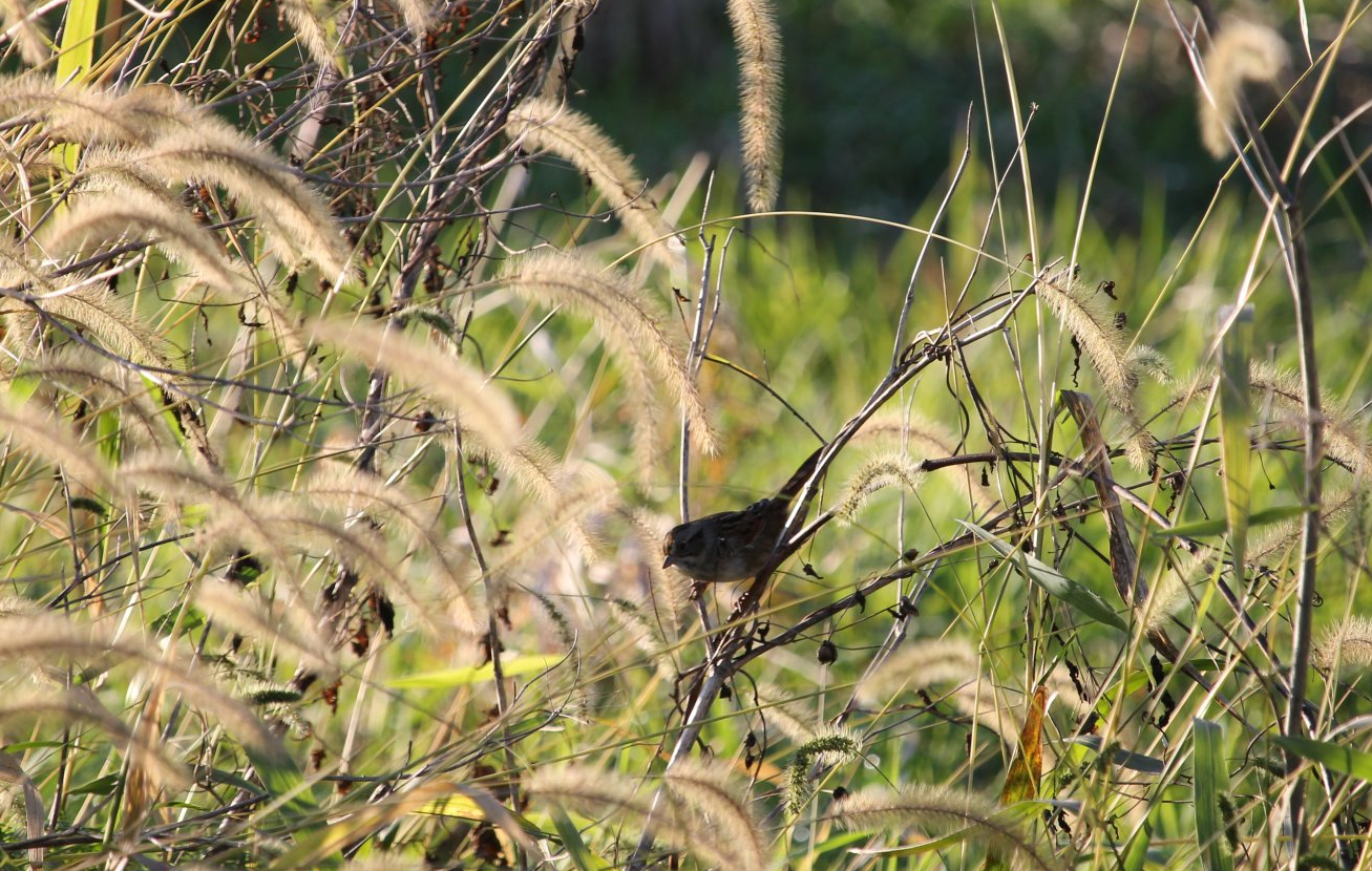Swamp Sparrow (Melospiza georgiana)