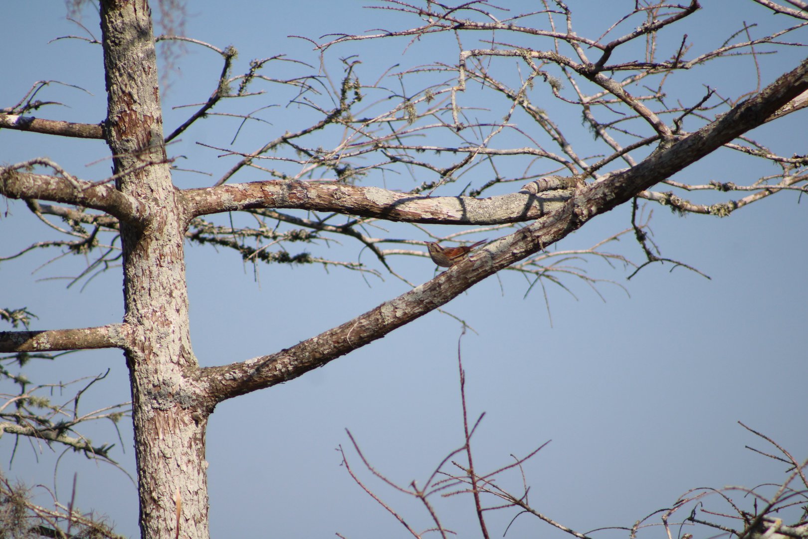 Swamp Sparrow (Melospiza georgiana)
