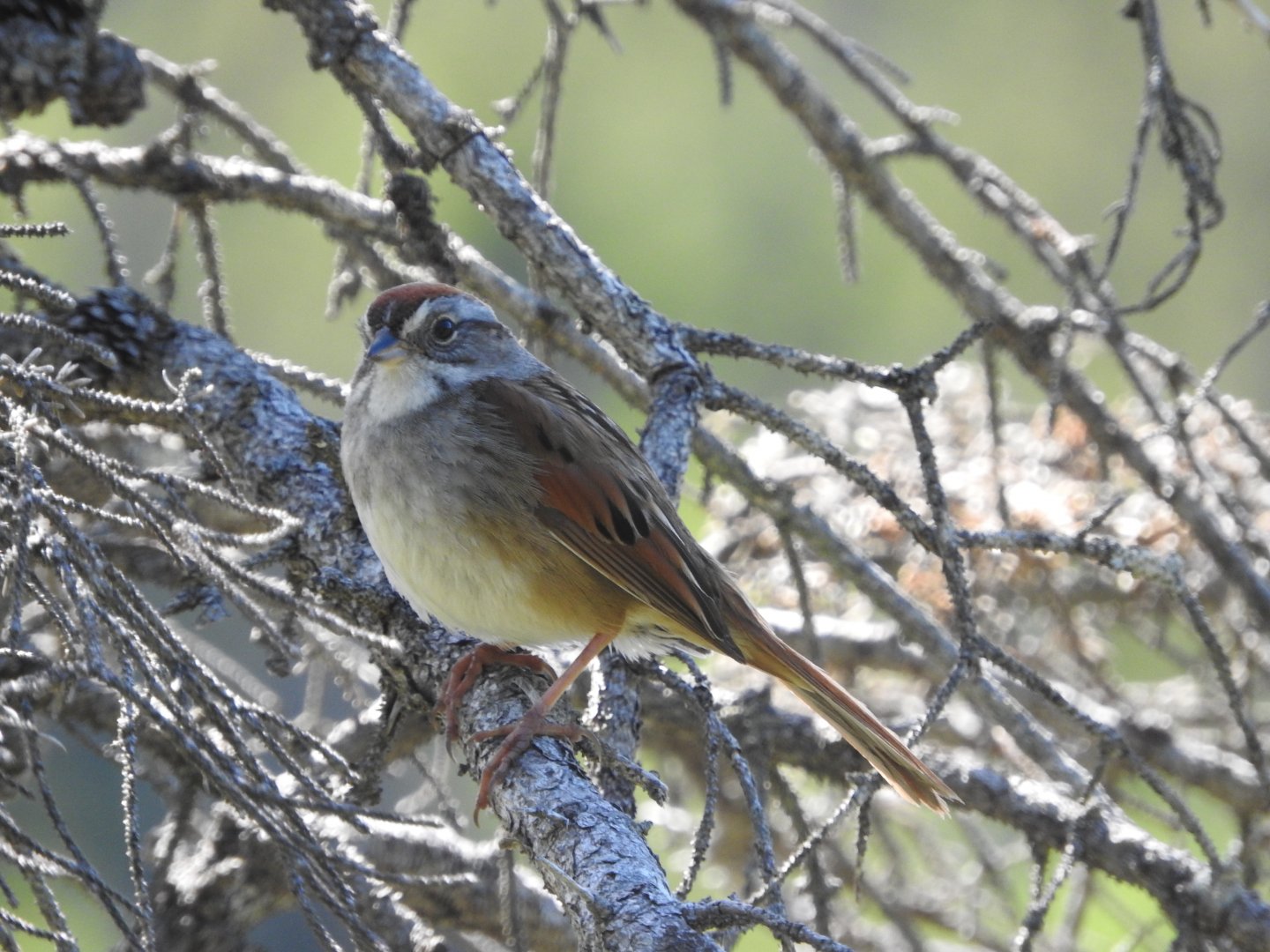 Swamp Sparrow