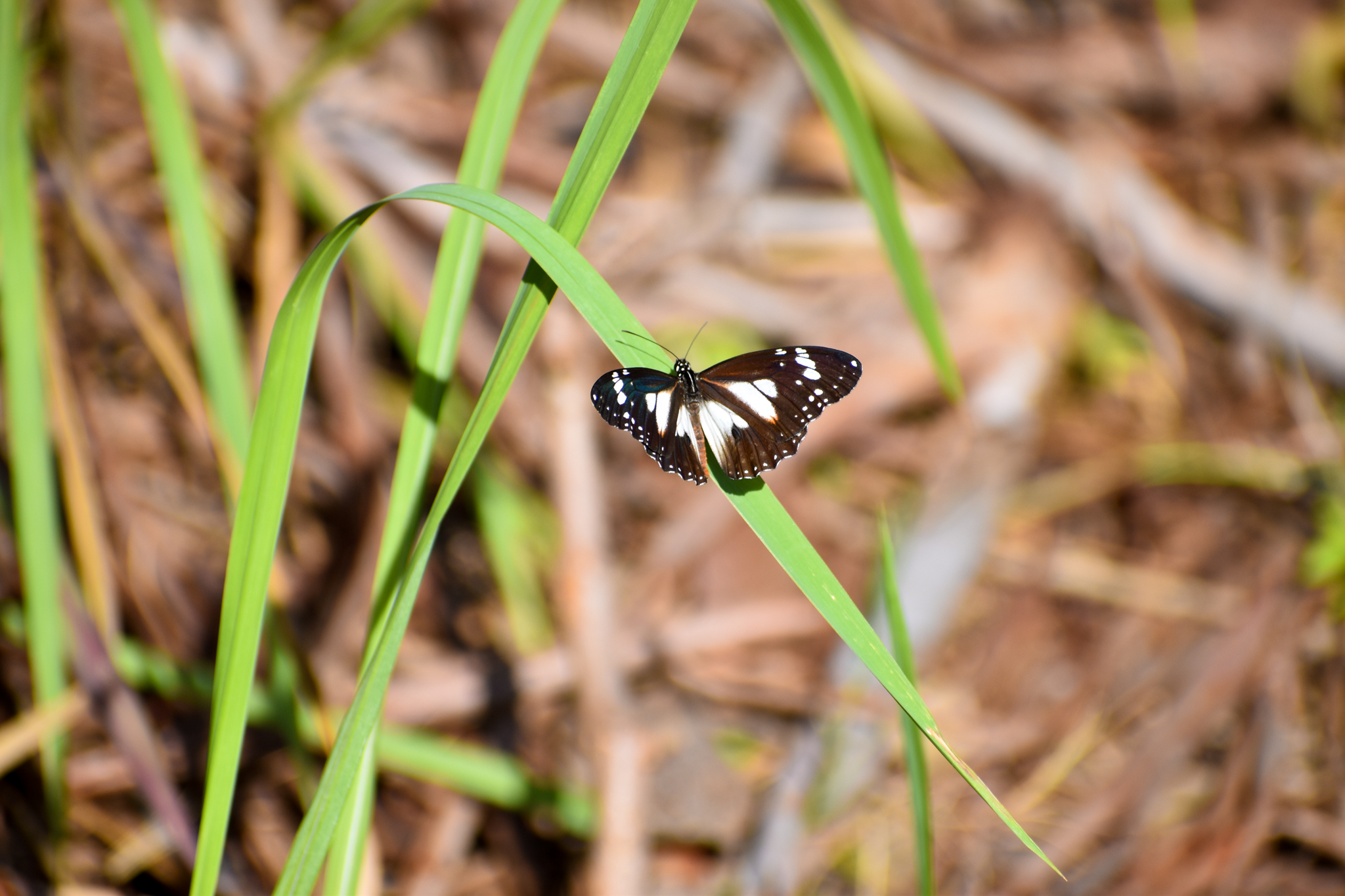Swamp Tiger Butterfly (Danaus affinis)