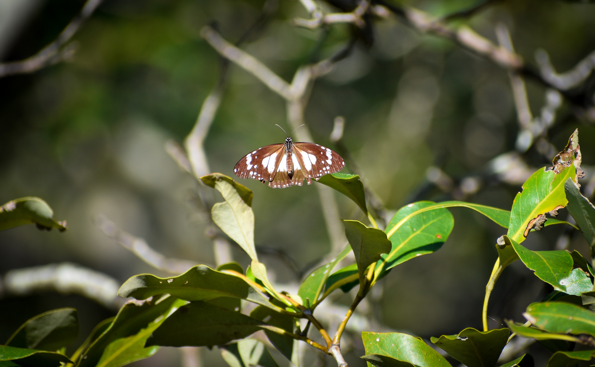 Swamp Tiger (Danaus affinis)