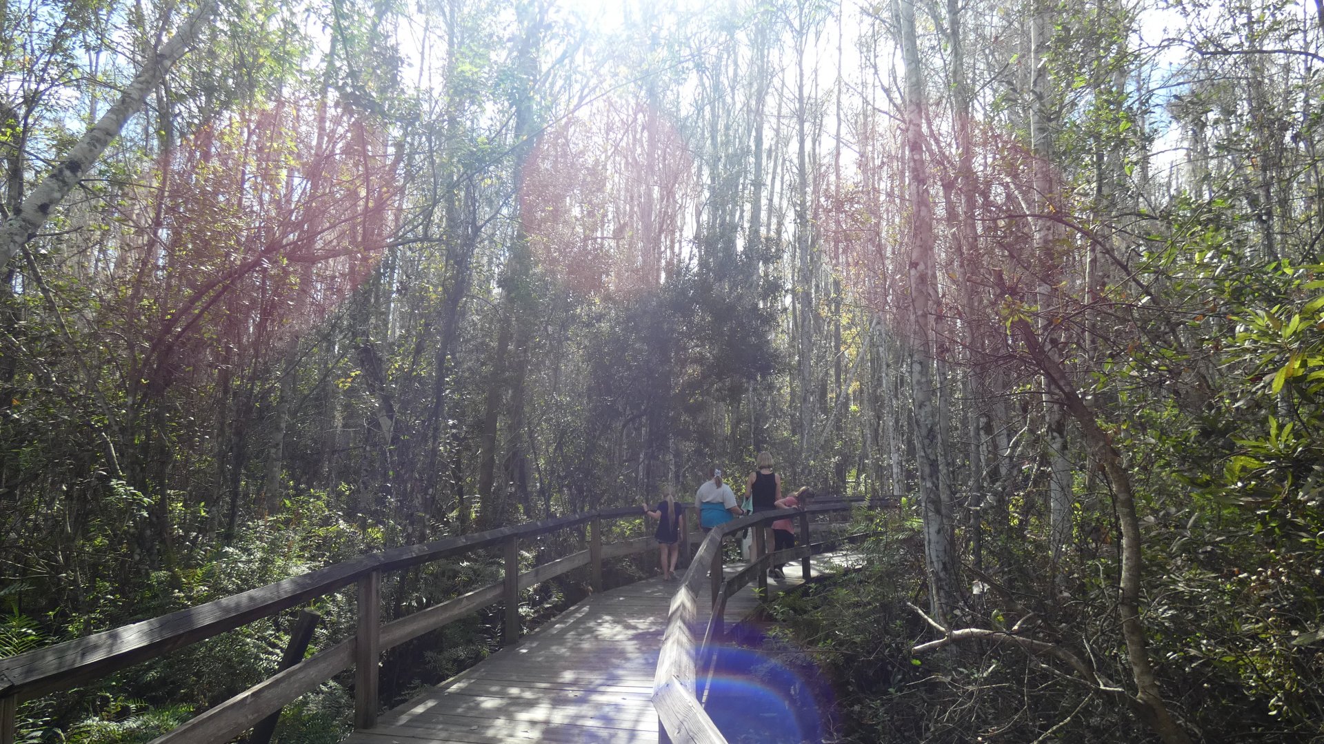 Swamp Walk - Jan. 2022