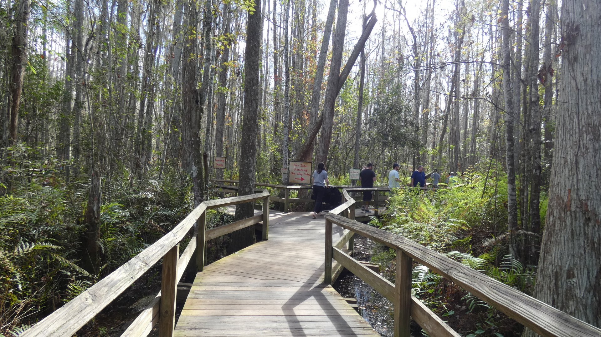 Swamp Walk - Jan. 2022