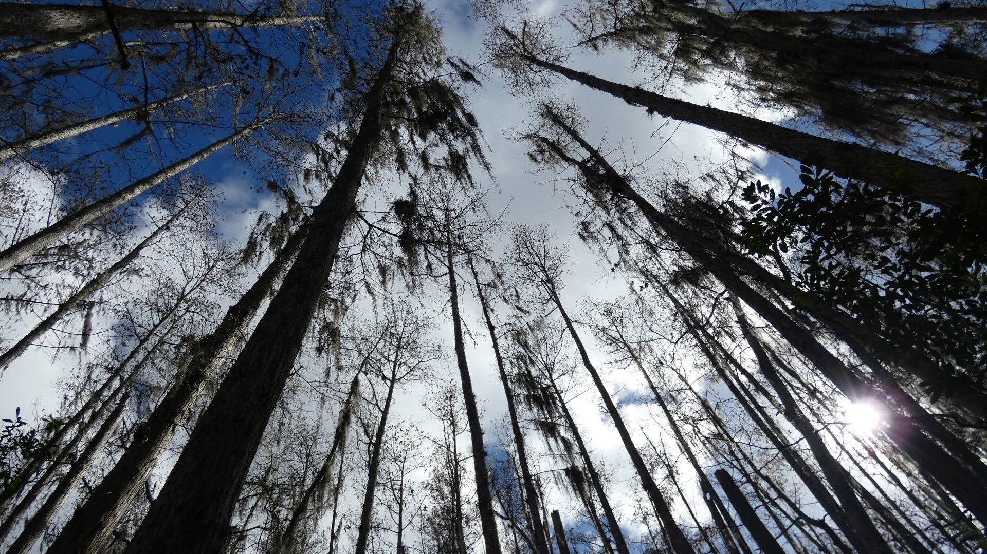 Swamp Walk - Jan. 2022