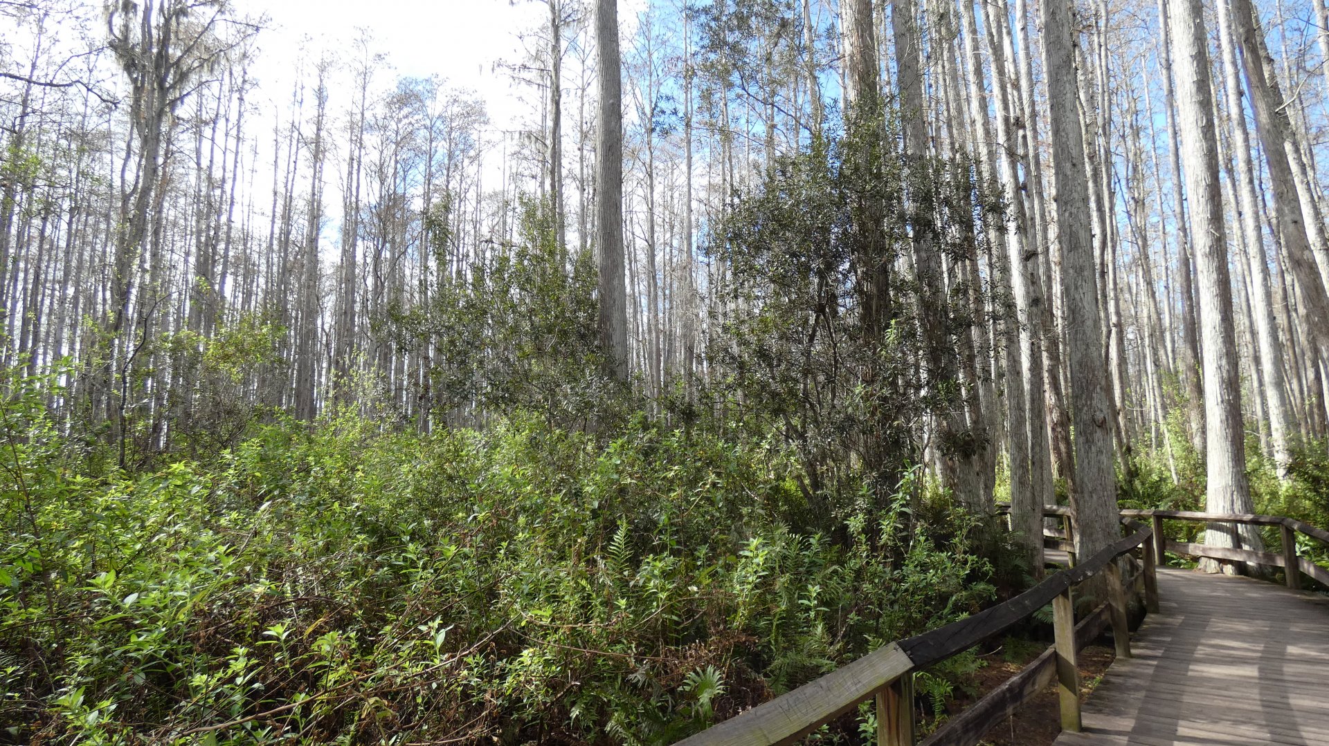 Swamp Walk - Jan. 2022